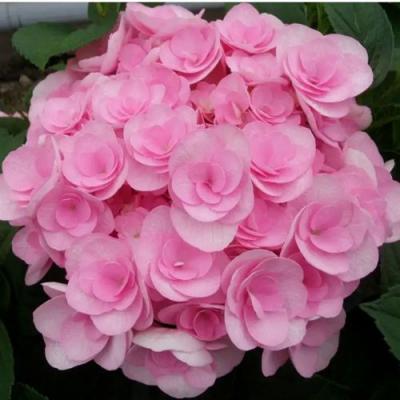 Махровая в Рогачеве