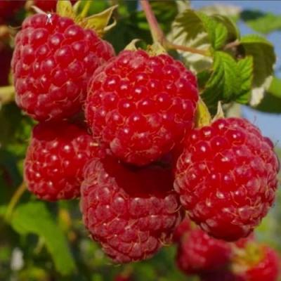 Ранняя в Рогачеве