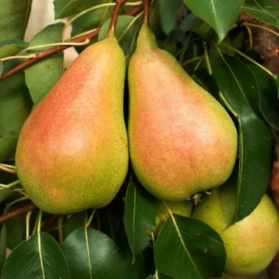 Сладкая в Рогачеве