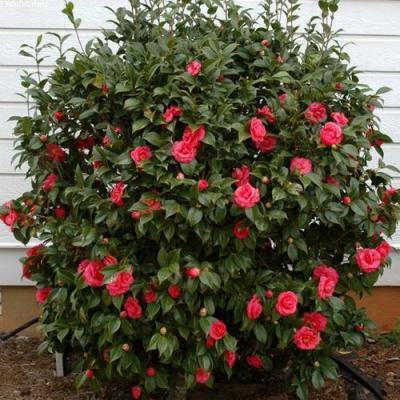 Камелия в Рогачеве