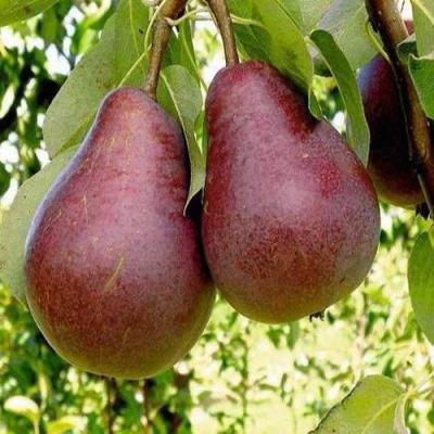 Красная в Рогачеве