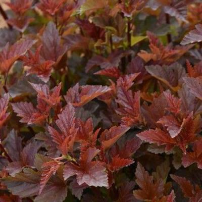 Красный в Рогачеве