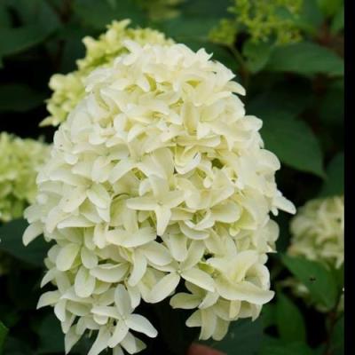 Средние в Рогачеве