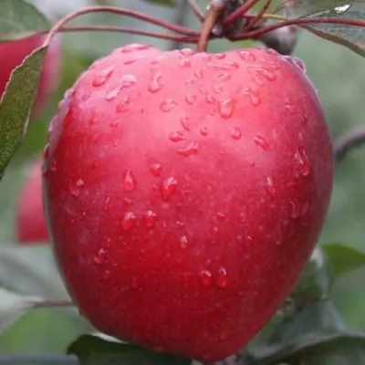 Яблоня СИРЕНА декоративная