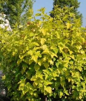 Пузыреплодник АНГЕЛ ГОЛД куст.jpg