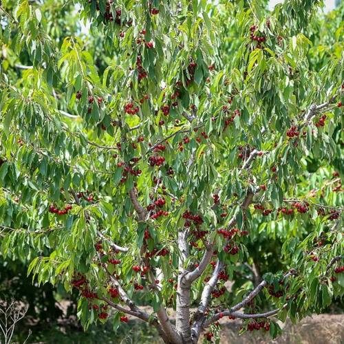 черешня дерево.jpg