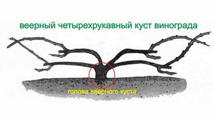 Веерная бесштамбовая формировка.jpg