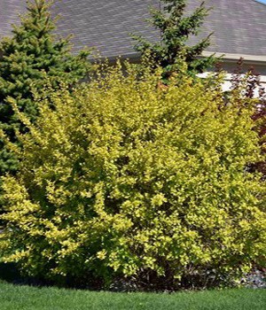 Пузыреплодник ДАРТС ГОЛД куст.jpg