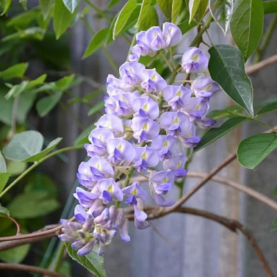 Глициния макростахия БЛЮ МУН в Рогачеве