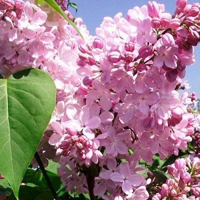 Сирень АДЕЛИНА в Рогачеве