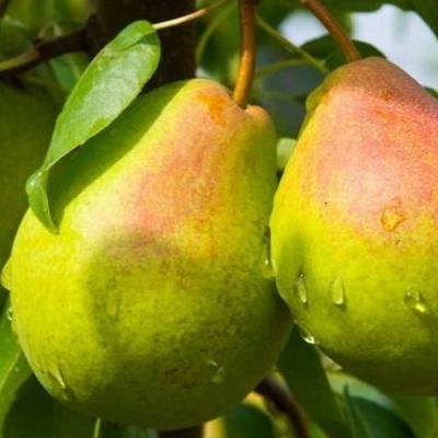 Груша ФЛЕЙТА в Рогачеве