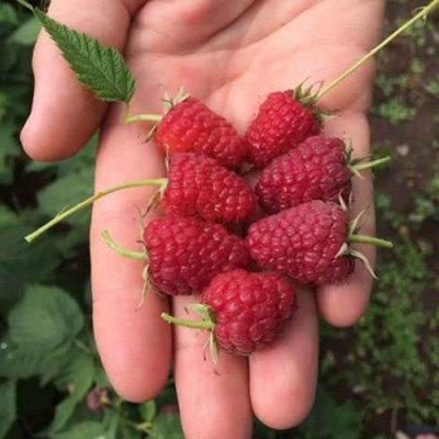Малина ЕВРАЗИЯ в Рогачеве
