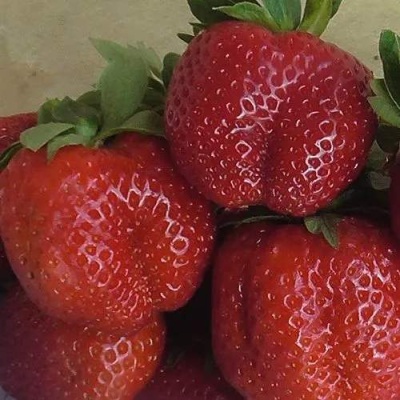 Клубника ДЕСТЕНИ в Рогачеве