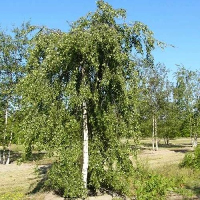 Береза ПОВИСЛАЯ в Рогачеве