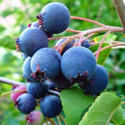 Ирга ПЕМБИНА в Рогачеве
