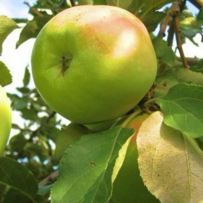Яблоня ИКША колонновидная в Рогачеве