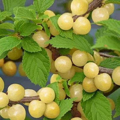 Вишня СНЕВИТ войлочная в Рогачеве