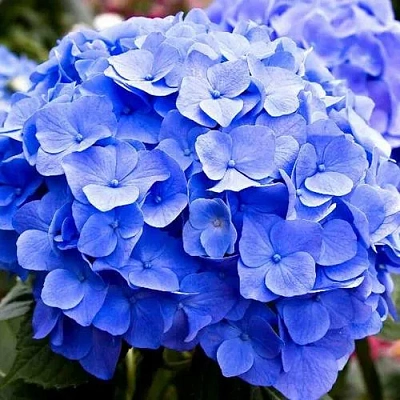 гортензия боденси