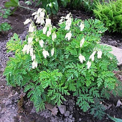 Дицентра красивая АВРОРА в Рогачеве