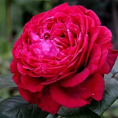 Роза 4 ВЕТРОВ флорибунда  в Рогачеве
