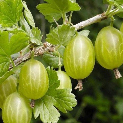 Крыжовник УРАЛЬСКИЙ ИЗУМРУД в Рогачеве