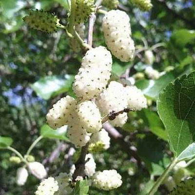 Шелковица БЕЛАЯ МЕДОВАЯ в Рогачеве