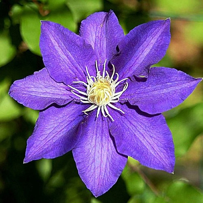 Клематис ЗЕ ПРЕЗИДЕНТ в Рогачеве