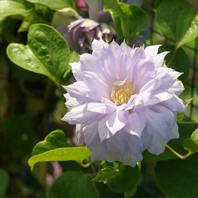 Клематис БЕЛЬ ОФ ВОРКИНГ в Рогачеве