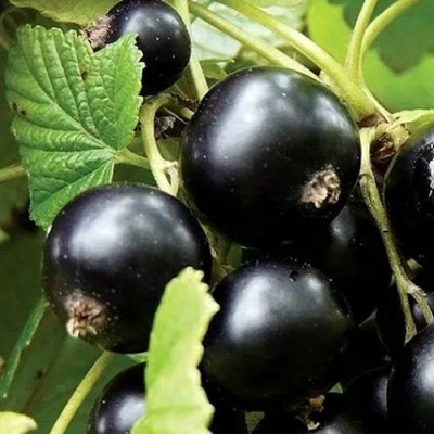 Смородина чёрная ЛЕНТЯЙ в Рогачеве