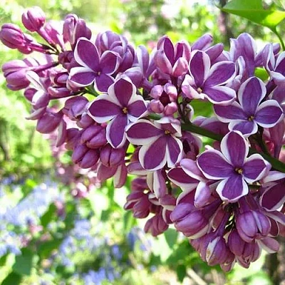 Сирень СЕНСАЦИЯ (привитая) в Рогачеве