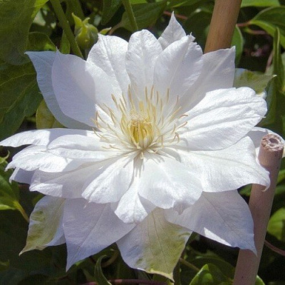 Клематис ДАЧЕСС ОФ ЭДИНБУРГ в Рогачеве