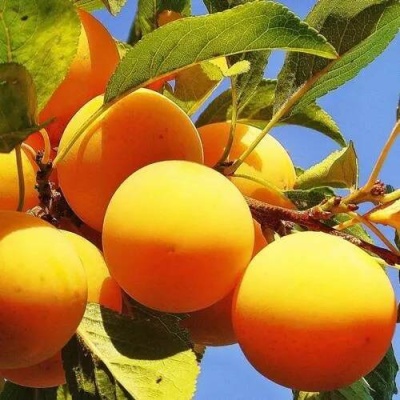 Слива МЕДОВАЯ ЖЁЛТАЯ в Рогачеве