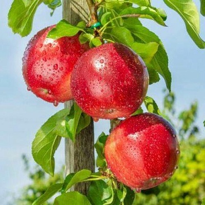 Яблоня колонновидная ДЖИН в Рогачеве