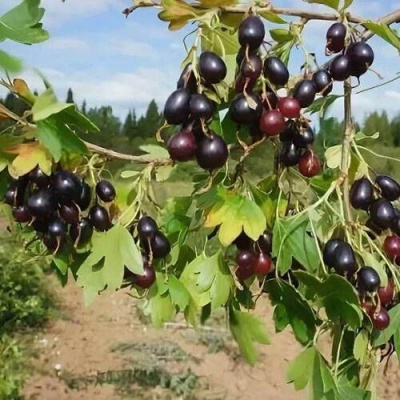 Смородина золотистая ЛЕВУШКА в Рогачеве