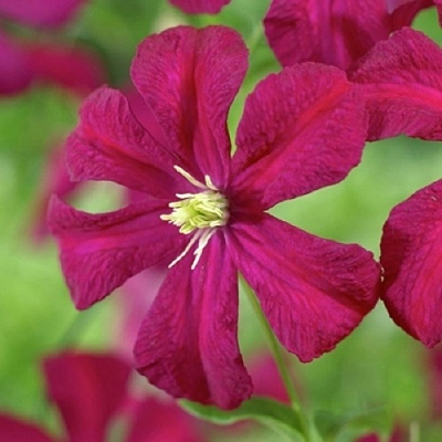 Клематис МАДАМ ДЖУЛИЯ КОРРЕВОН в Рогачеве