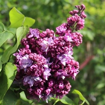 Сирень МАРШАЛ МАЛИНОВСКИЙ в Рогачеве