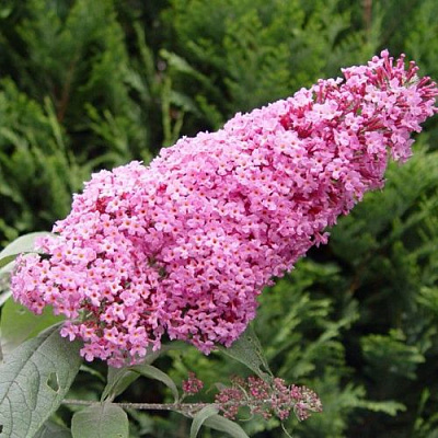 Буддлея давида ПИНК ДЕЛАЙТ в Рогачеве