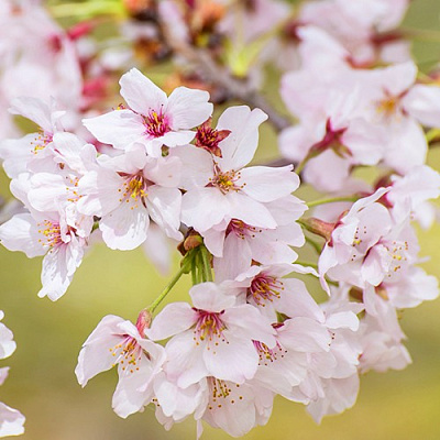 Сакура КОЙО НО МАЙ в Рогачеве