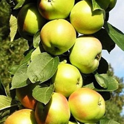 Яблоня БОЛЕРО колонновидная в Рогачеве