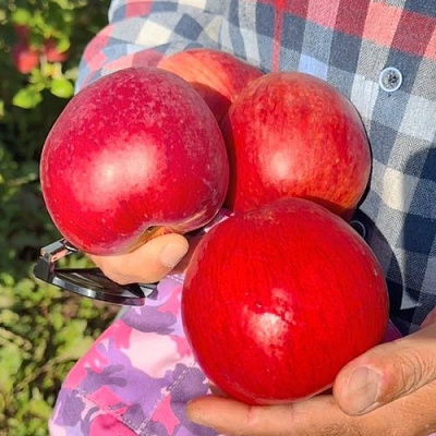 Яблоня ПАМЯТЬ СЮБАРОВОЙ в Рогачеве