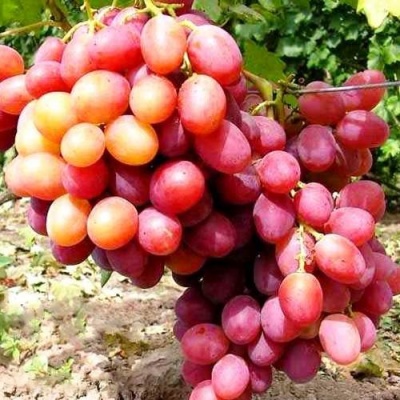 Виноград АНЮТА в Рогачеве