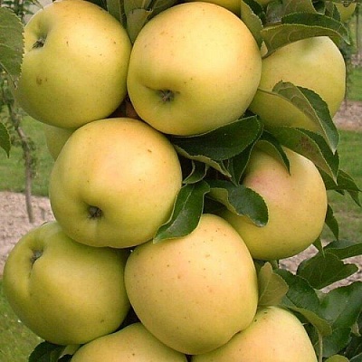 Яблоня колонновидная в Рогачеве