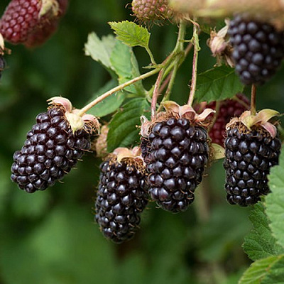 Ежемалина БОЙСЕНБЕРРИ в Рогачеве