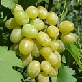Виноград в Рогачеве