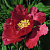 Пион КРАСНЫЙ ЛОТОС древовидный в Рогачеве