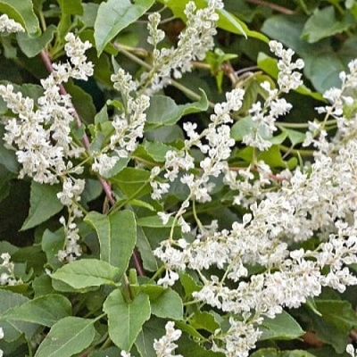 Фаллопия АУБЕРТА в Рогачеве