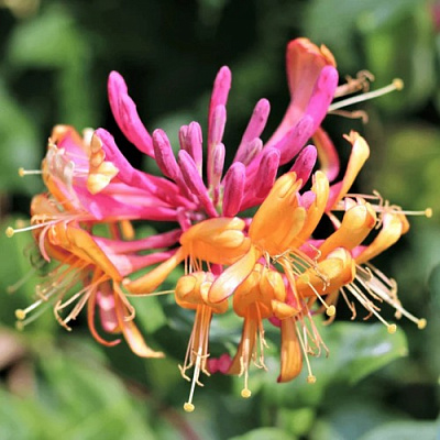 Жимолость ГЕКРОТА в Рогачеве