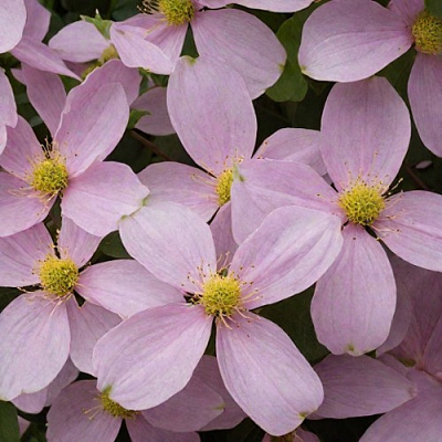 Клематис ГОРНЫЙ в Рогачеве