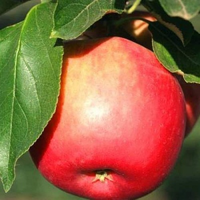 Яблоня КАТЯ в Рогачеве