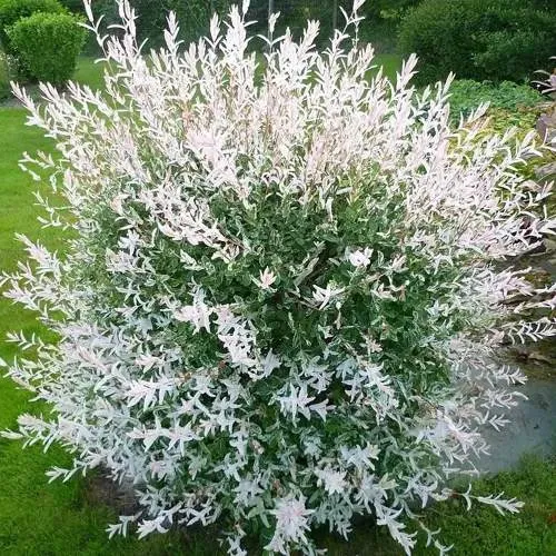 Ива ХАКУРО НИШИКИ в Рогачеве